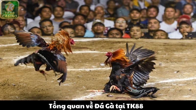 Tìm hiểu tổng quan về sảnh đá gà TK88